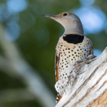 Norther Flicker-Yellow Shafted Female-06