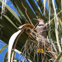 Norther Flicker-Yellow Shafted Female-07