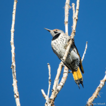 Norther Flicker-Yellow Shafted Female-08