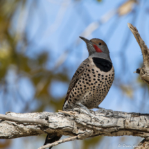 Northern Flicker-01