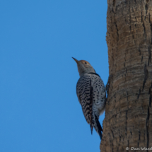 Northern Flicker-Female-01