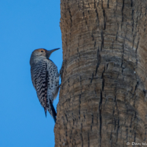 Northern Flicker-Female-02