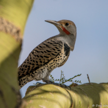 Northern Flicker-Red Shafted-01