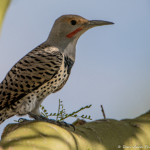 Northern Flicker-Red Shafted-02