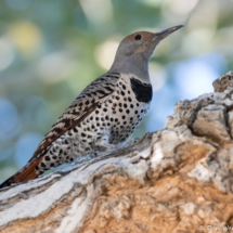 Northern Flicker-Red Shafted Female-04