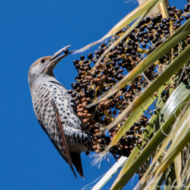 Northern Flicker-Red Shafted Female-08