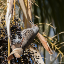 Northern Flicker-Red Shafted Female-11