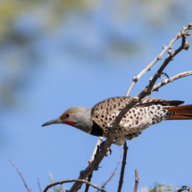 Northern Flicker-Red Shafted Male-03