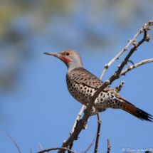 Northern Flicker-Red Shafted Male-04
