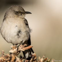 Northern Mockingbird-01