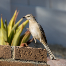 Northern Mockingbird-02