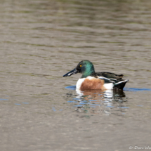 Northern Shoveler-Male-01