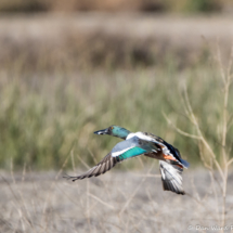 Northern Shoveler in Flight-01