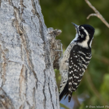 Nuttall's Woodpecker-Female-01