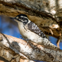 Nuttall's Woodpecker-Female-02