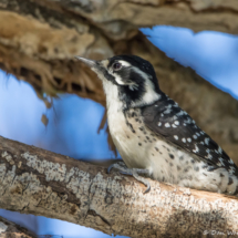 Nuttall's Woodpecker-Female-05