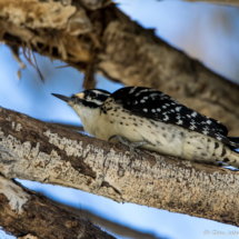 Nuttall's Woodpecker-Female-07
