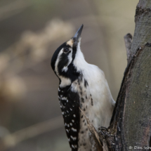 Nuttall's Woodpecker-Female-09
