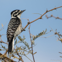 Nuttall's Woodpecker-Female-10