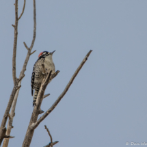 Nuttall's Woodpecker-Male-01