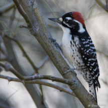 Nuttall's Woodpecker-Male-04