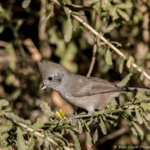 Oak Titmouse-01