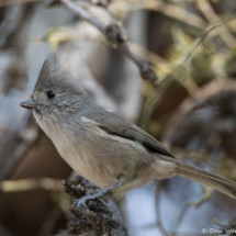 Oak Titmouse-02