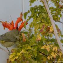Orange-crowned Warbler-01