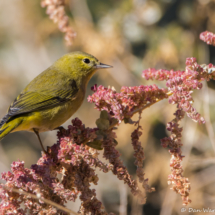 Orange-crowned Warbler-01