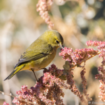 Orange-crowned Warbler-02