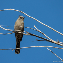 Phainopepla-Female-01