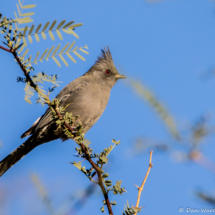 Phainopepla-Female-02