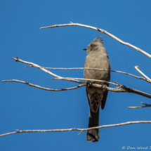 Phainopepla-Female-02