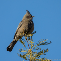 Phainopepla-Female-08