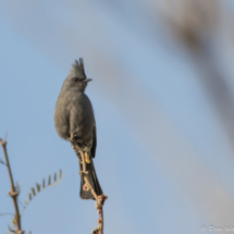 Phainopepla-Female-12