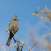 Phainopepla-Female-13