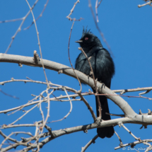 Phainopepla-Male-01