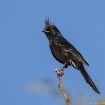 Phainopepla-Male-01