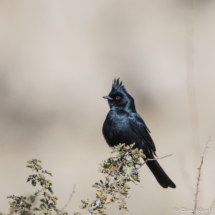 Phainopepla-Male-01