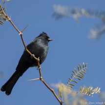 Phainopepla-Male-01
