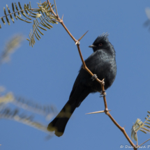 Phainopepla-Male-02