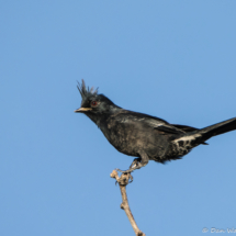 Phainopepla-Male-03