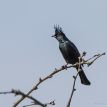 Phainopepla-Male-04