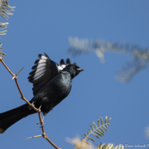 Phainopepla-Male-Taking Flight-01