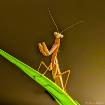 Praying Mantis-02