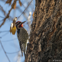 Red-naped Sapsucker-Male-01