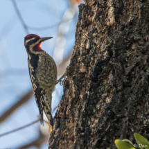 Red-naped Sapsucker-Male-04