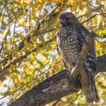 Red-shouldered Hawk-02