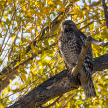 Red-shouldered Hawk-04