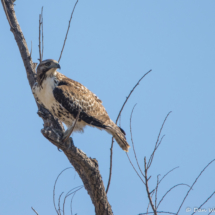 Red-tailed Hawk-05